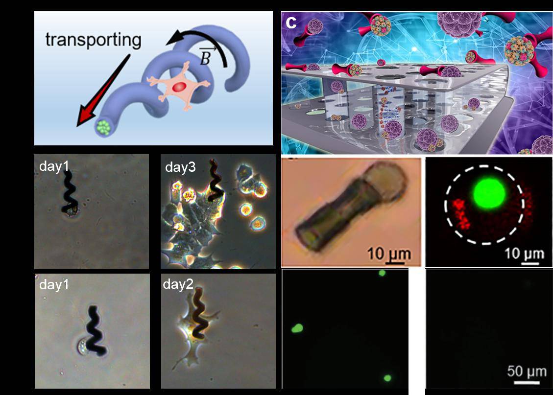 中國(guó)科大研制遠(yuǎn)程可控的磁控微納機(jī)器人用于靶向藥物治療