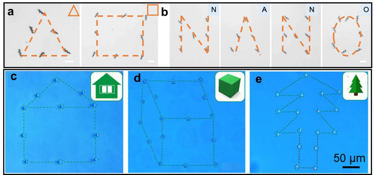 中國(guó)科大研制遠(yuǎn)程可控的磁控微納機(jī)器人用于靶向藥物治療