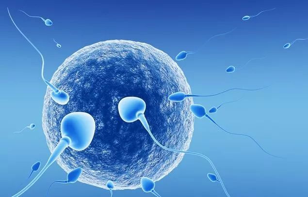 成功啦!受精子啟發的微型機器人可在身體里游動,運送藥物