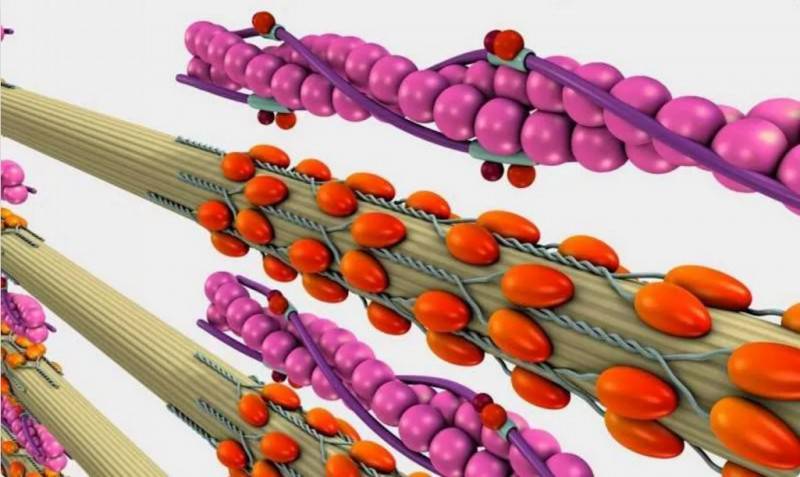 T800?軍事機(jī)器人不靠噪音大的馬達(dá)而靠肌肉運(yùn)動!