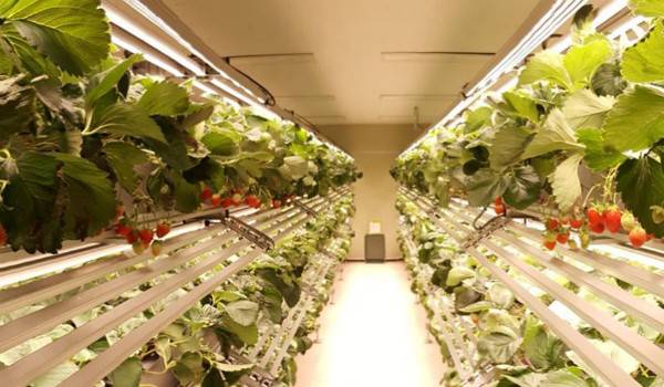 韓國Smart Farm Factory龍頭企業——Agronics