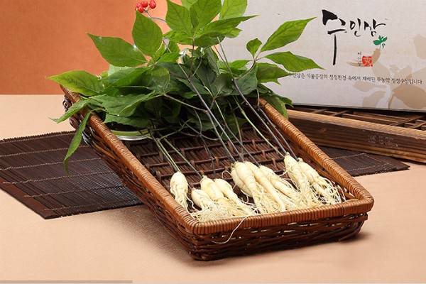 韓國Smart Farm Factory龍頭企業——Agronics