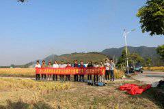 首個全程采用無人機進行水稻田間