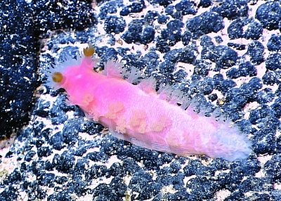 �Ї�ˮ�C���˵����ж�ţ��